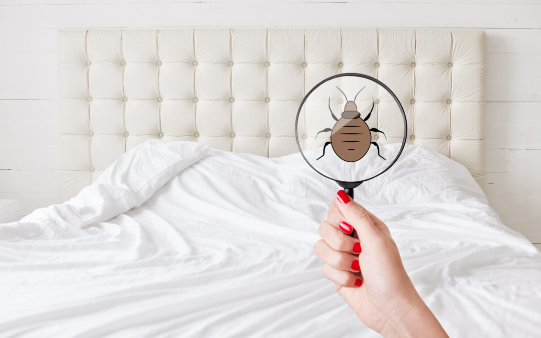 types of bed bugs