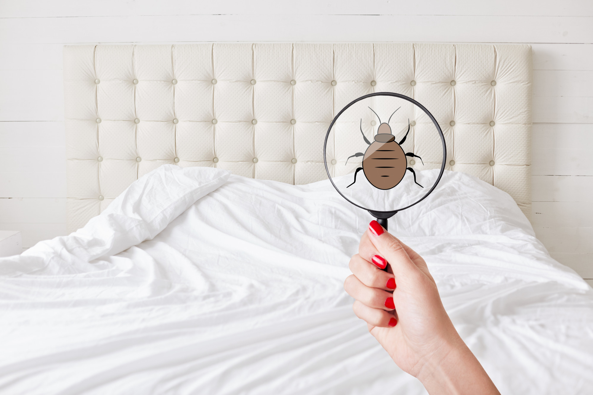 What Are the Types of Bed Bugs Found in Houses?