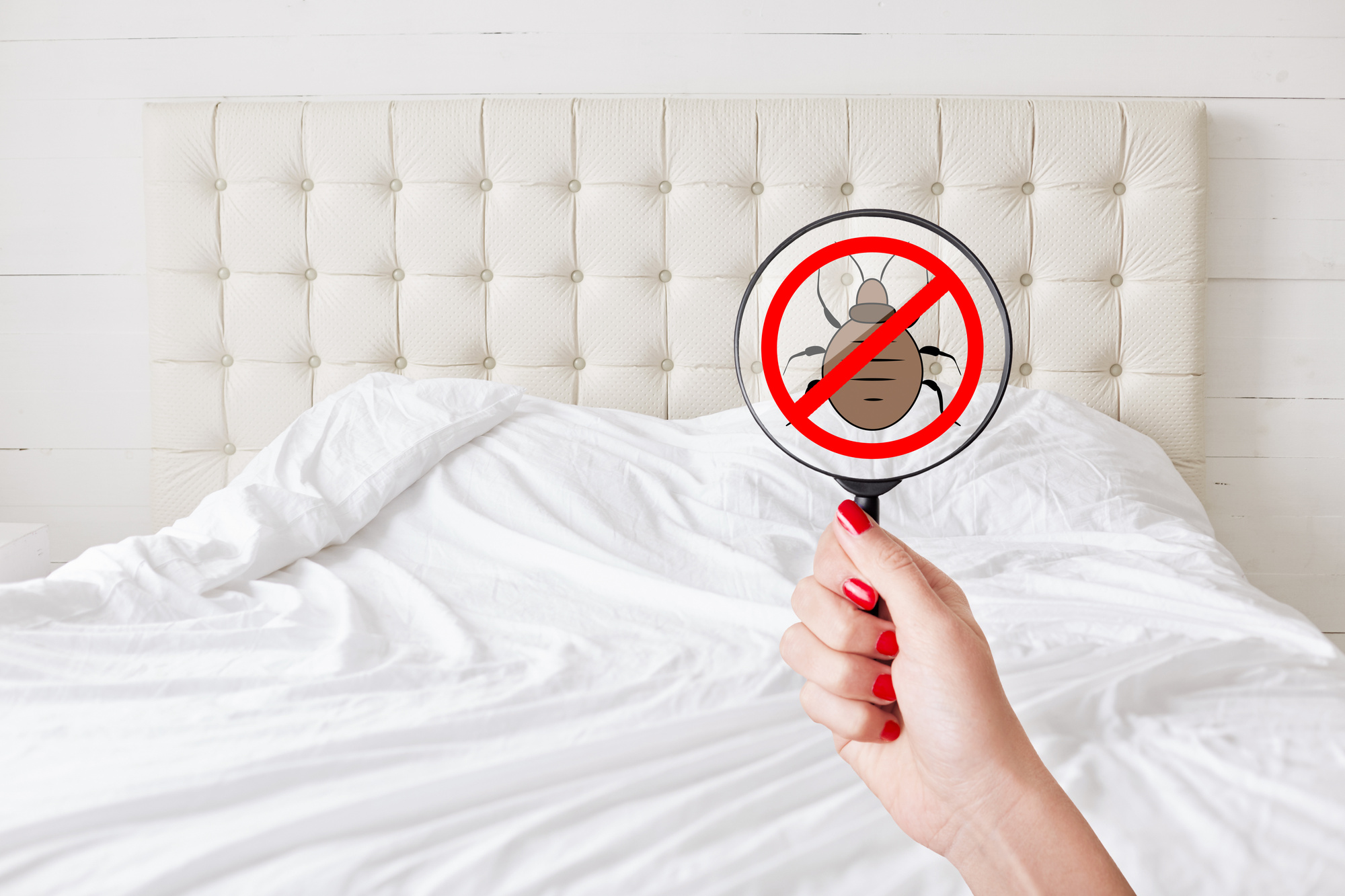 How to Get Rid of Bed Bugs Fast: A Guide for Homeowners