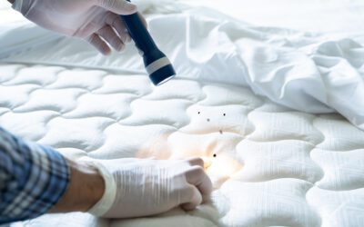 What Causes Bed Bugs & Prevention Tips