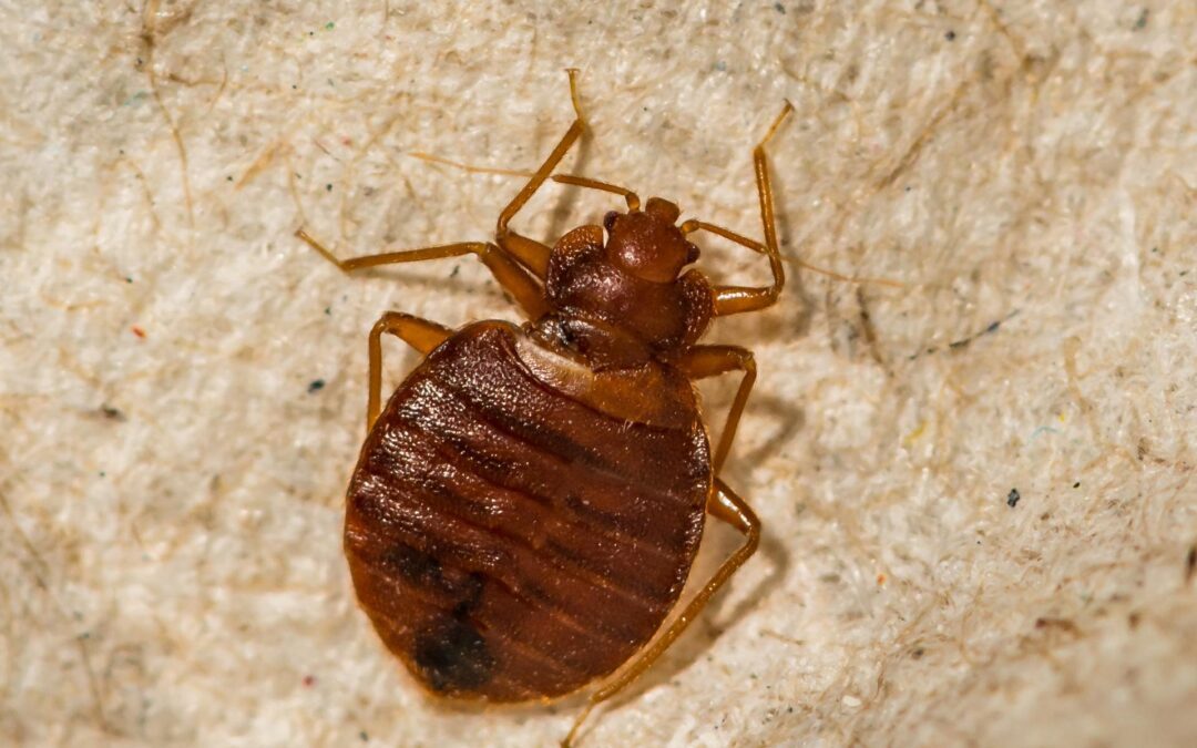 bed bug control for hotels