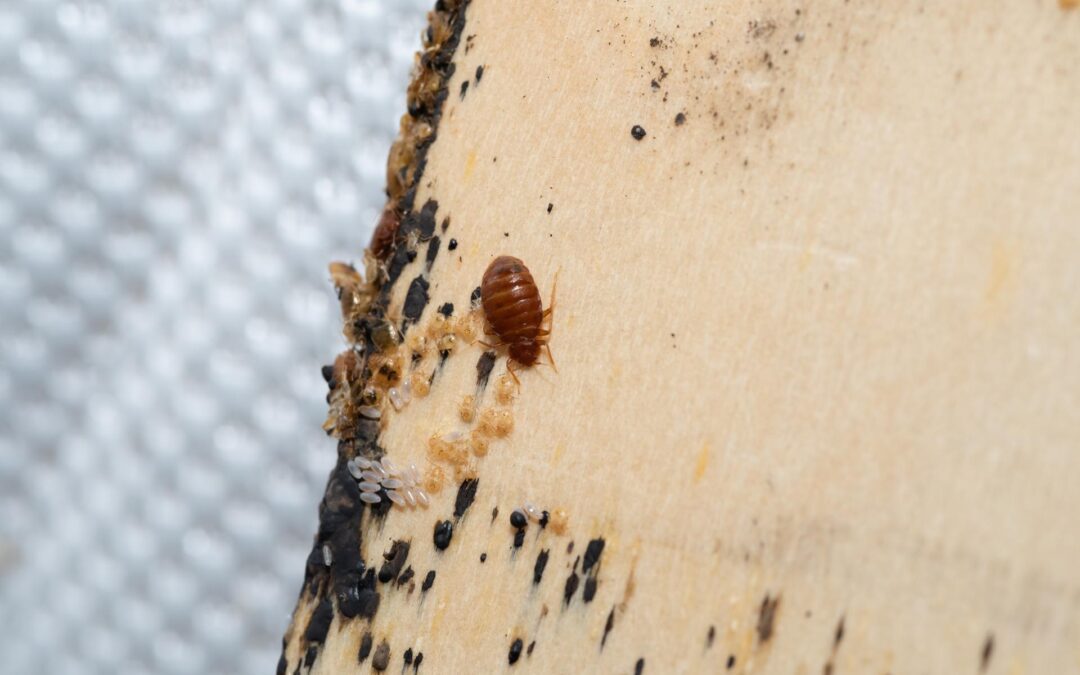 Bed Bug Exterminator for Businesses in Denver, Colorado