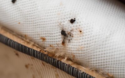 Bed Bug Prevention for Commercial Properties in Denver