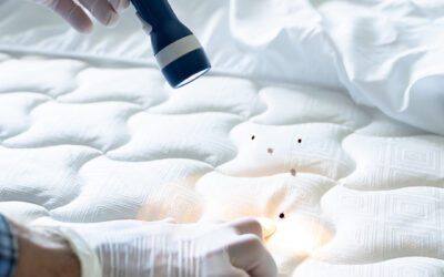 Effective Strategies to Combat Bed Bug Infestations in Denver