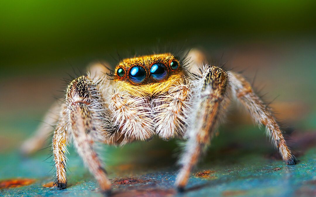 General pest control services for spiders in Denver