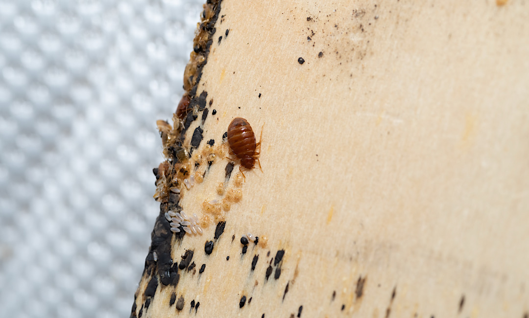 What Property Managers Must Know About Legal Liabilities & Bed Bugs