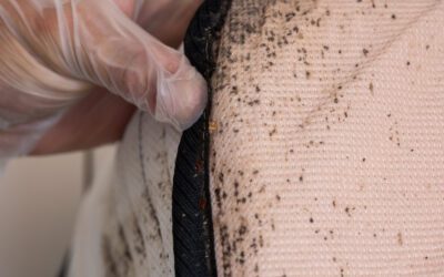 How to Check for Bed Bugs When Buying Secondhand Furniture in Denver