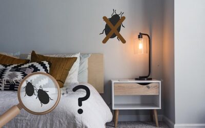 Bed Bug Heat Treatment & Electronics: A Denver Homeowner’s Guide to Safety