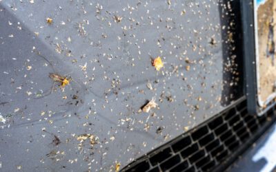 Bed Bugs in Cars: How Heat Treatment Works (and What Denver Travelers Should Do First)