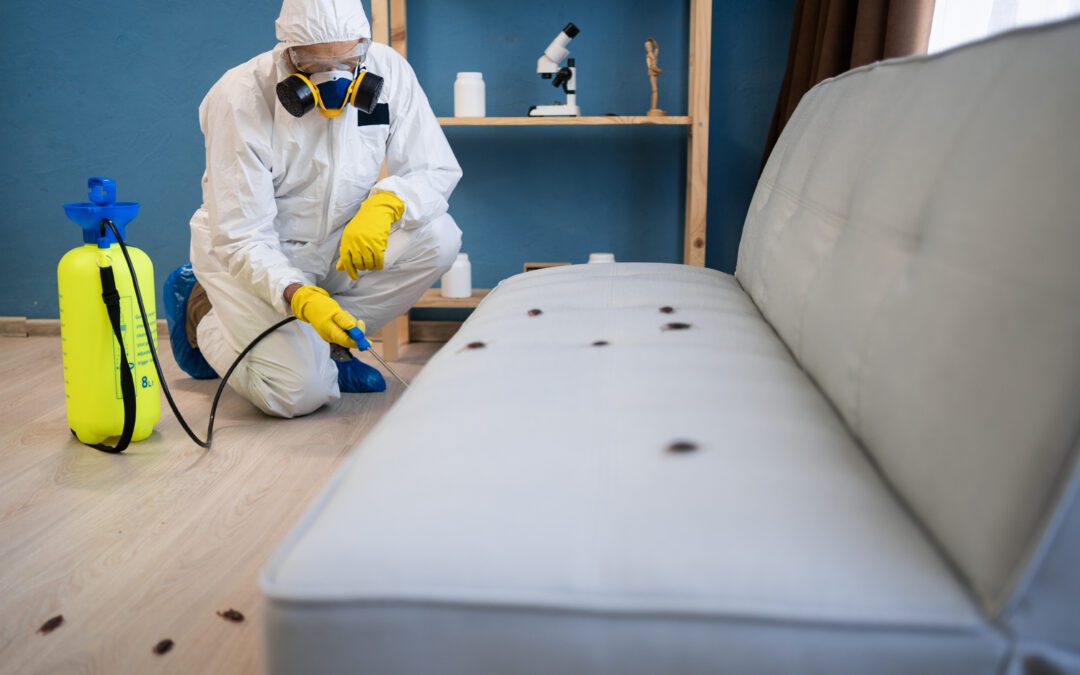 How to Inspect Second-Hand Furniture for Bed Bugs (Denver Checklist for Thrift Finds & Marketplace Deals)