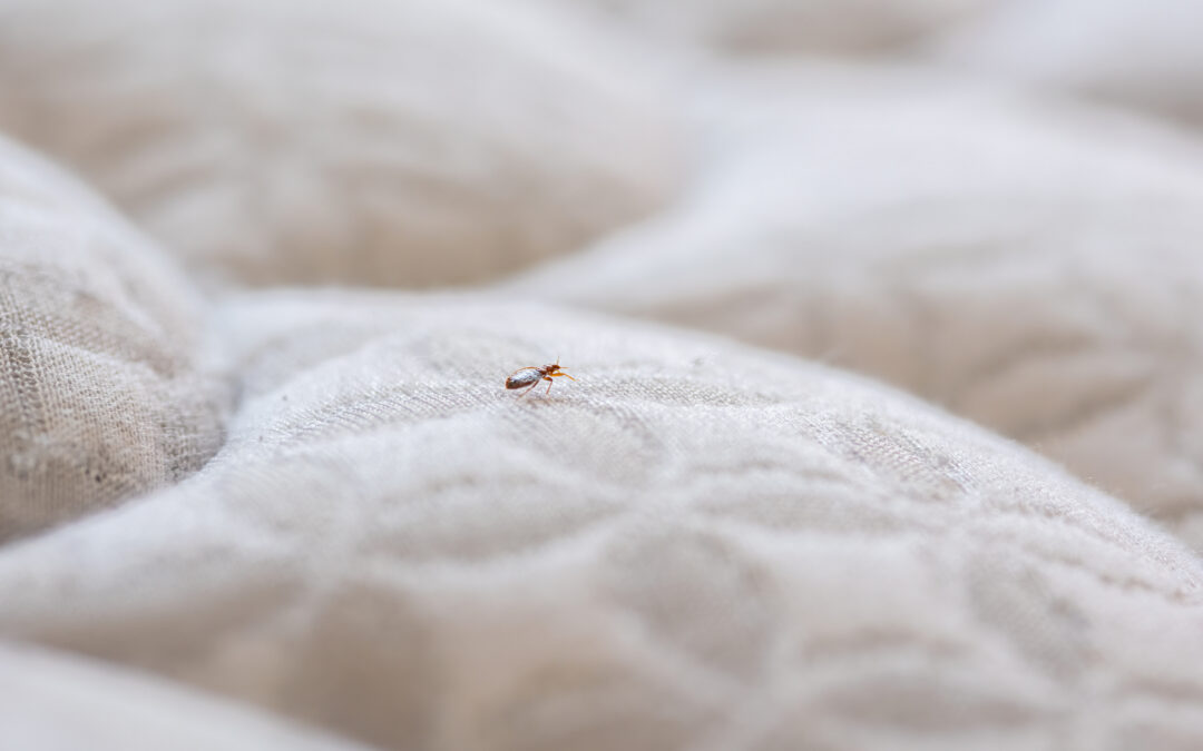 Bed Bug Treatment Cost in Denver: Heat vs. Chemical Treatments Compared