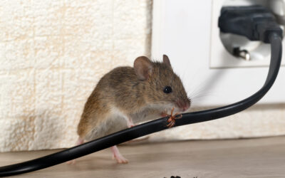 Signs of Mice in Your House: The Clues to Check and How to Tell If They’re Fresh